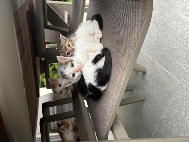 Tekir Kedi, Kedi  Sevimli 6 Yavru Kedi, Sıcacık Yuvalarını Arıyor! fotoğrafı