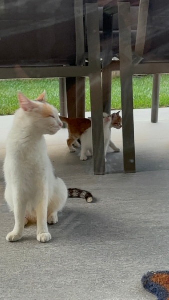 Tekir Kedi, Kedi  Sevimli 6 Yavru Kedi, Sıcacık Yuvalarını Arıyor! fotoğrafı