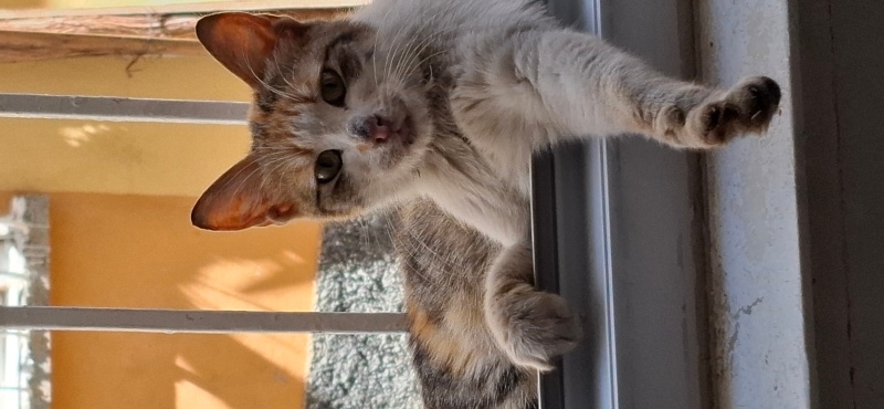 American Wirehair, Kedi  Bebi fotoğrafı