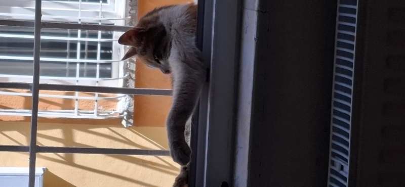 American Wirehair, Kedi  Bebi fotoğrafı