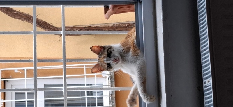 American Wirehair, Kedi  Bebi fotoğrafı