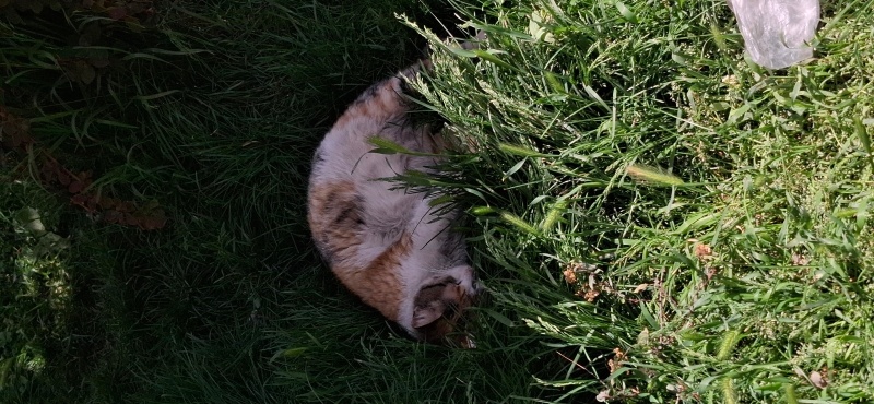 American Wirehair, Kedi  Bebi fotoğrafı