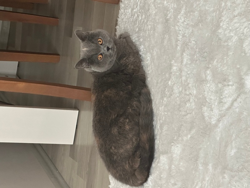 British Longhair, Kedi  Banbi fotoğrafı