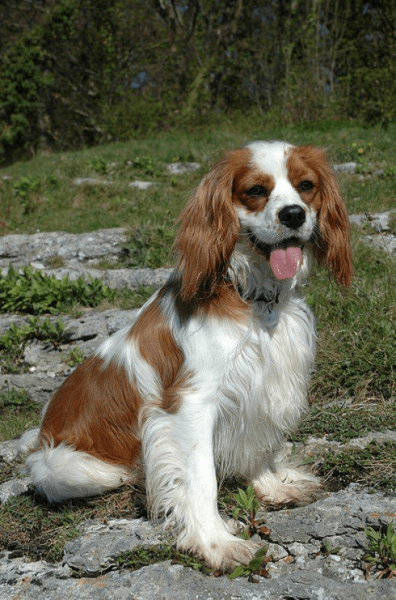 Cavalier King Charles Spanieli, Köpek  Polly Pocket fotoğrafı