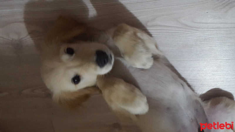 Golden Retriever, Köpek  jaks  fotoğrafı
