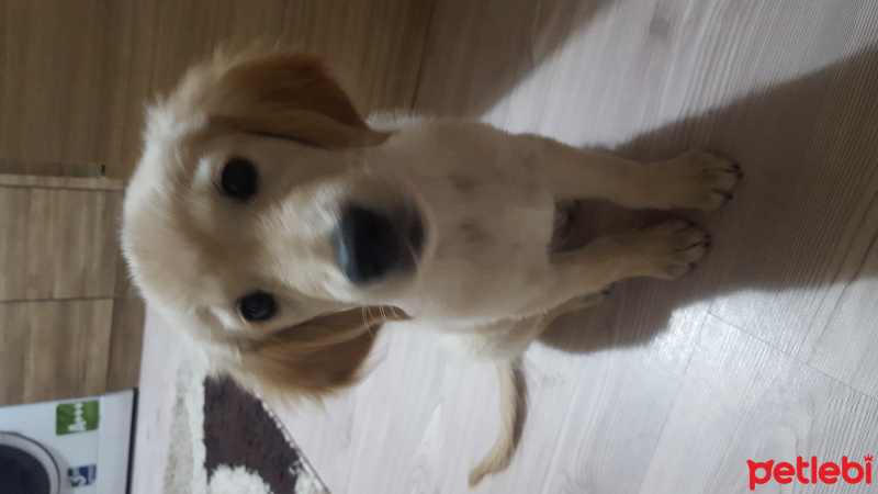 Golden Retriever, Köpek  jaks  fotoğrafı