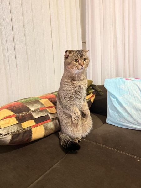 Scottish Fold, Kedi  İvan fotoğrafı