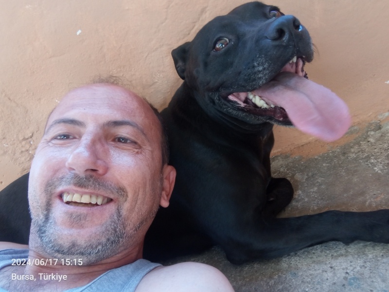 Amerikan Staffordshire Terrier, Köpek  Mişa fotoğrafı