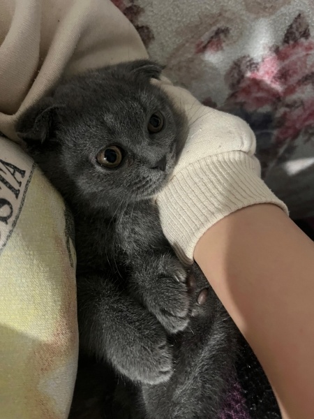 Scottish Fold, Kedi  Mino fotoğrafı