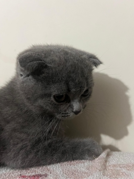 Scottish Fold, Kedi  Mino fotoğrafı