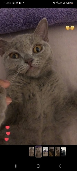 British Shorthair, Kedi  Zeus fotoğrafı