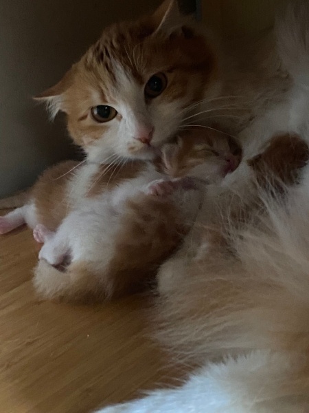 Tekir Kedi, Kedi  Şira fotoğrafı