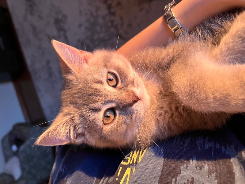 British Shorthair, Kedi  Çörek fotoğrafı