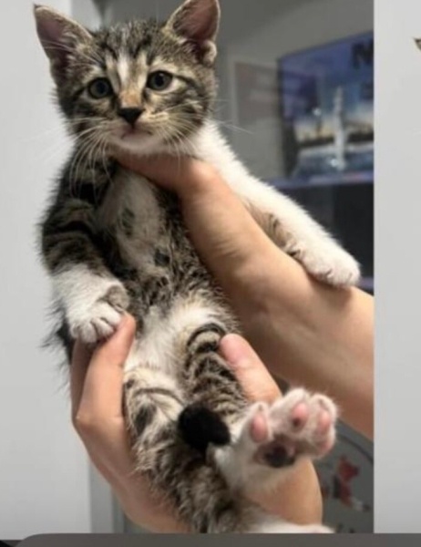Tekir Kedi, Kedi  Bulut fotoğrafı
