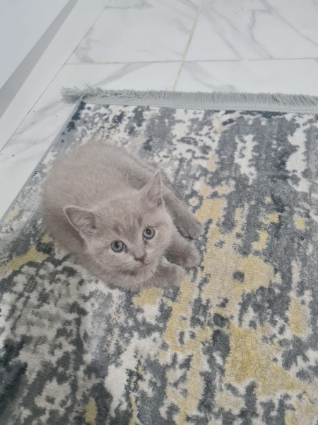 British Shorthair, Kedi  Adını sen koy fotoğrafı