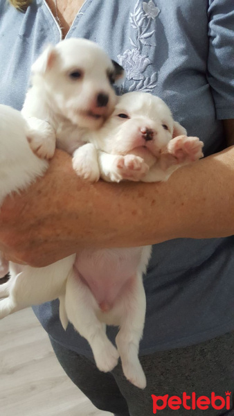 Maltese, Köpek  pamuk fotoğrafı