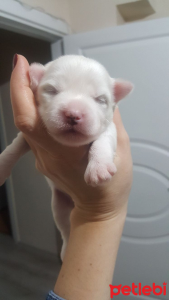 Maltese, Köpek  pamuk fotoğrafı
