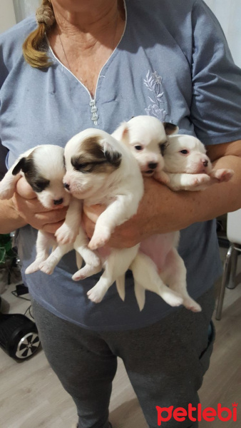 Maltese, Köpek  pamuk fotoğrafı
