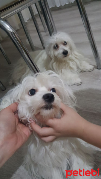 Maltese, Köpek  pamuk fotoğrafı