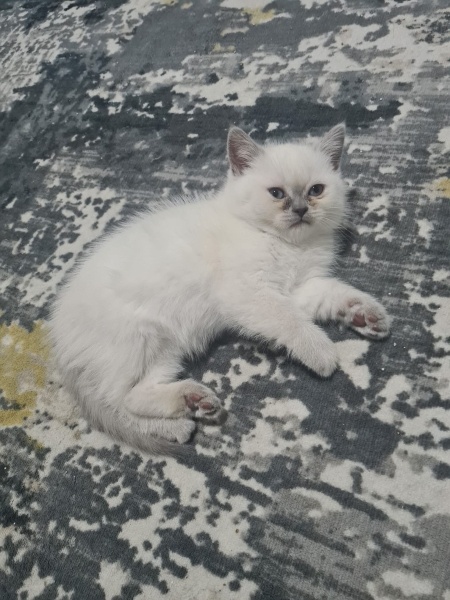 British Shorthair, Kedi  Adını sen koy fotoğrafı