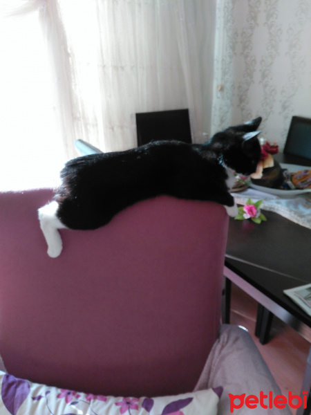 Tekir Kedi, Kedi  Kedi fotoğrafı