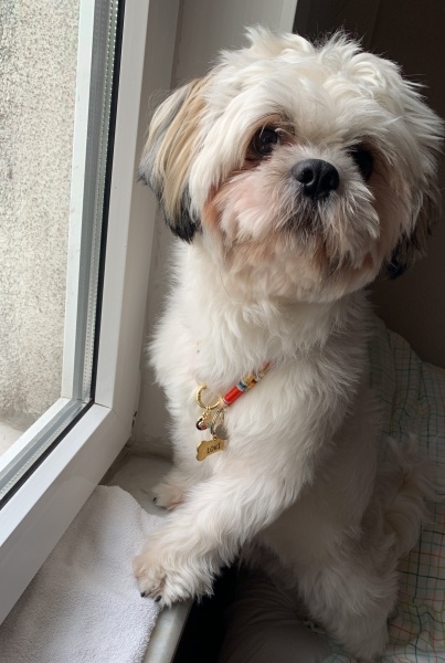 Shih Tzu, Köpek  LOKİ fotoğrafı