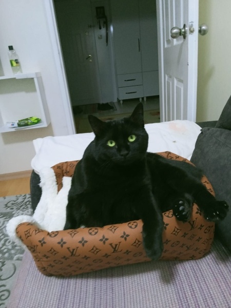 Tekir Kedi, Kedi  Kızım fotoğrafı