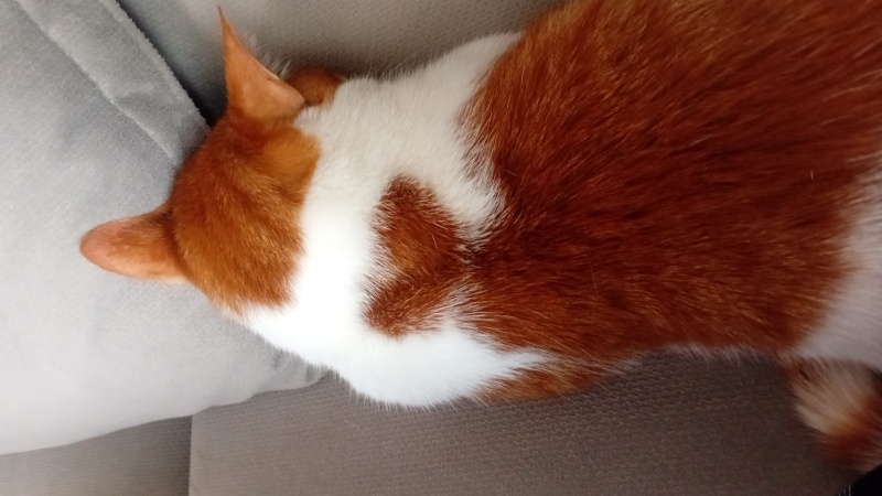 Tekir Kedi, Kedi  Speedy maya fotoğrafı