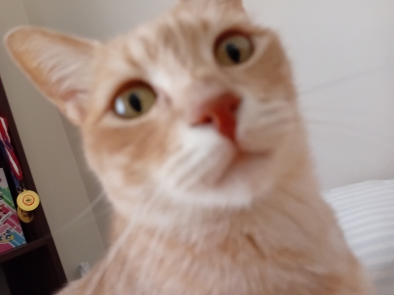 Tekir Kedi, Kedi  Speedy maya fotoğrafı
