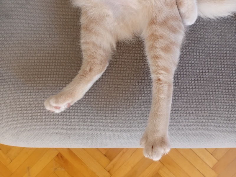 Tekir Kedi, Kedi  Speedy maya fotoğrafı