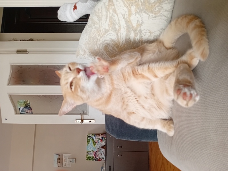 Tekir Kedi, Kedi  Speedy maya fotoğrafı