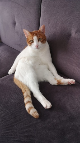 Tekir Kedi, Kedi  Speedy maya fotoğrafı