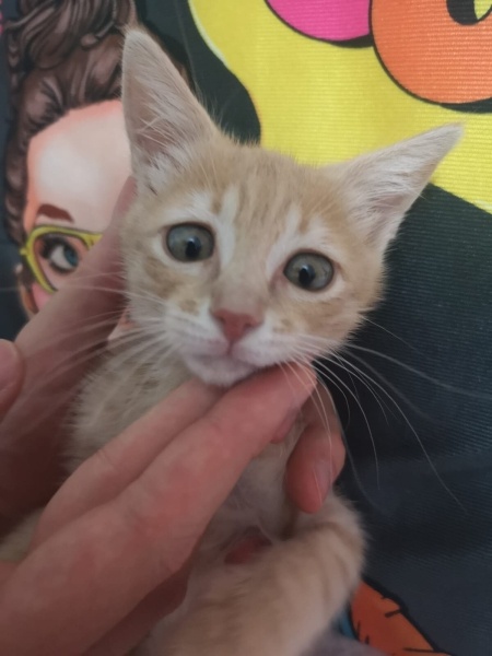 Tekir Kedi, Kedi  Speedy maya fotoğrafı