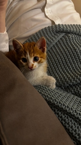 Sarman, Kedi  İsmet fotoğrafı