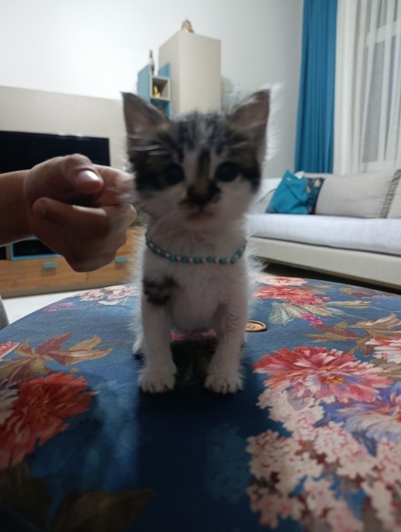 İran Kedisi (Persian), Kedi  Puding fotoğrafı