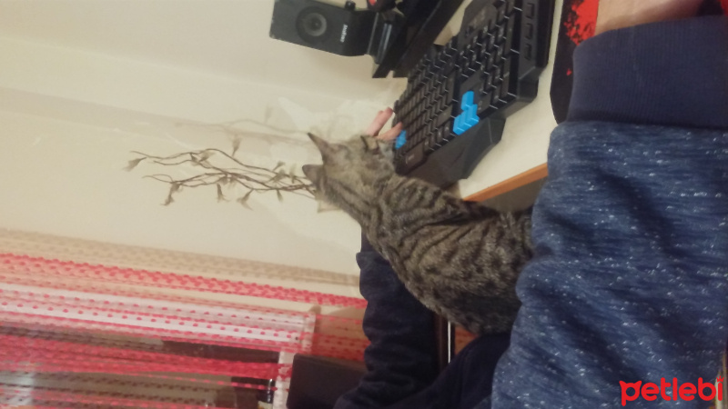 Bengal, Kedi  Gümüş fotoğrafı