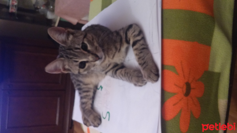 Bengal, Kedi  Gümüş fotoğrafı