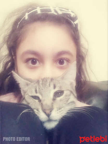 Bengal, Kedi  Gümüş fotoğrafı
