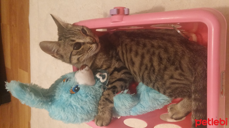 Bengal, Kedi  Gümüş fotoğrafı