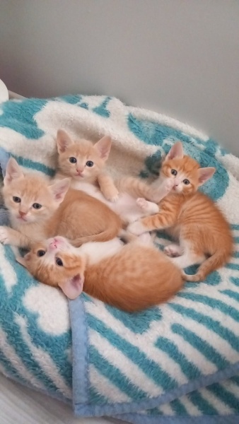 Sarman, Kedi  Minikler fotoğrafı