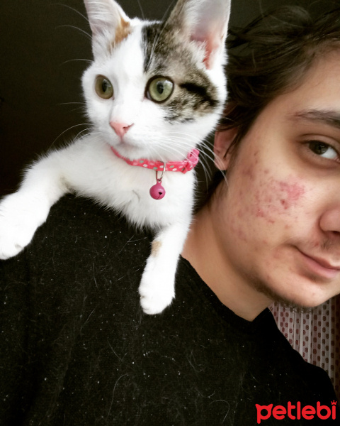 Tekir Kedi, Kedi  Badem fotoğrafı