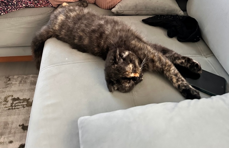 Scottish Fold, Kedi  Gölge fotoğrafı