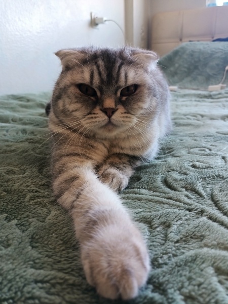 Scottish Fold, Kedi  Balım Çilek fotoğrafı