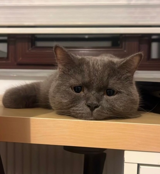 British Shorthair, Kedi  Rıfkı fotoğrafı
