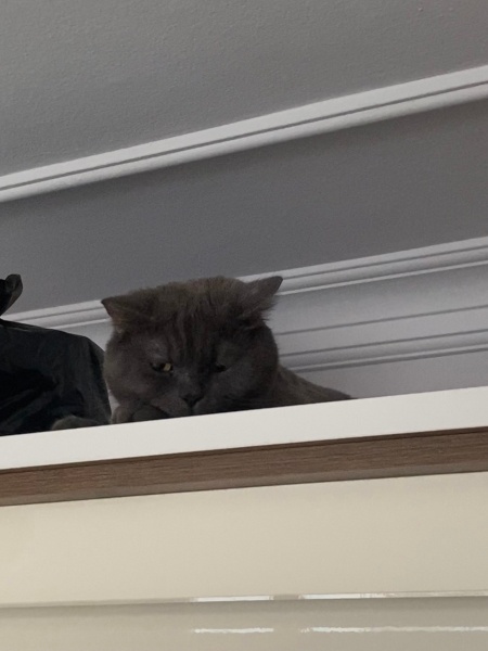 British Shorthair, Kedi  Rıfkı fotoğrafı