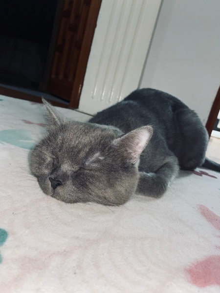 British Shorthair, Kedi  Rıfkı fotoğrafı