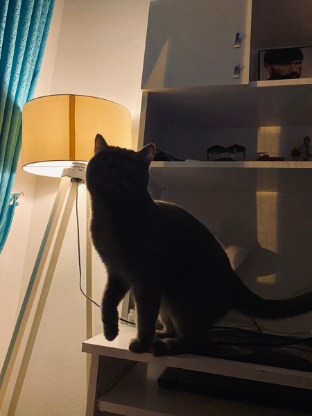 British Shorthair, Kedi  Rıfkı fotoğrafı