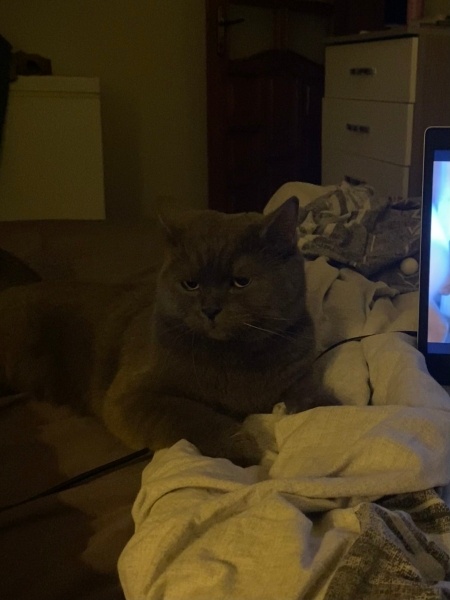 British Shorthair, Kedi  Rıfkı fotoğrafı