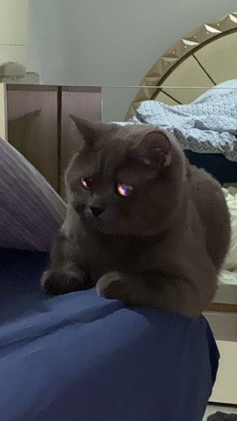 British Shorthair, Kedi  Rıfkı fotoğrafı