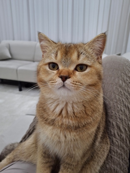 Scottish Fold, Kedi  Simba fotoğrafı